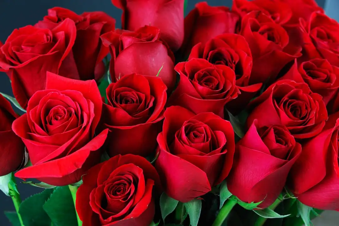 Chandigarh Rose Festival 2026